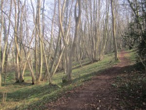 Norton's Wood in March