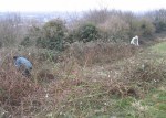 bramble control on Church Hill