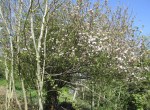 Church Hill woodland apple tree