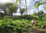 Church Hill woodland- ragwort etc removed