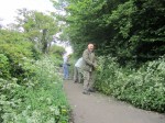cow parsley beside the path