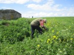 hand pulling weeds on Wain's Hill