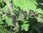 small tortoiseshell caterpillars early June