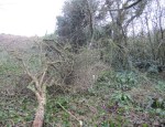 Wain's Hill scrub and elder