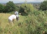 weeding beside bramble patch