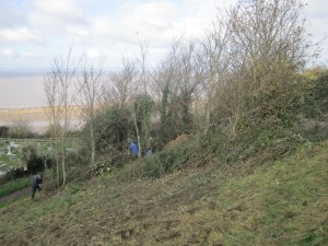 coppicing sycamore on Church Hill 2014