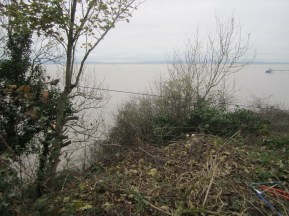 sycamore above zigzag