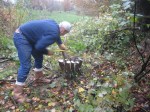 coppicing hazel