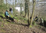 Coppicing in the sushine