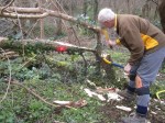 hedge laying