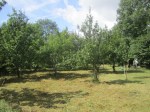 orchard 14 Aug 2014