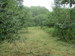 orchard 16 July 14