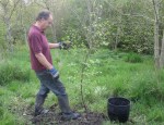 planting downy birch