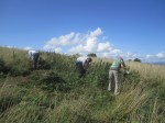 Wain's Hill nettle pulling