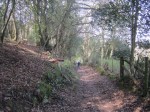 Norton's Wood bridleway