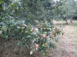 orchard mowed and raked (1024x768)