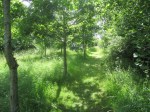 Quinney's Wood top path