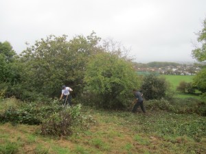 scrub cutting around specimen trees on the south-east facing slope