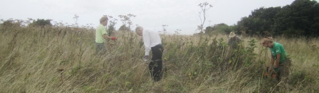 pulling nettles and other invasive species in grassland