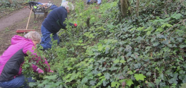 pulling up sycamore seedlings