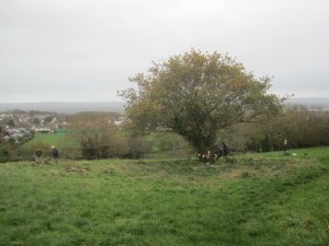 crown raised oak on Dial Hill viewed from the seats above
