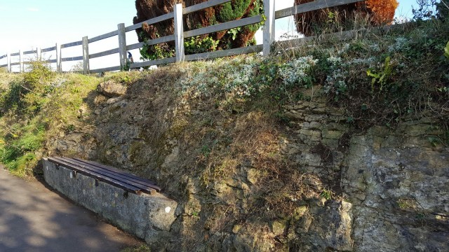 brambles-and-ivy-cleared