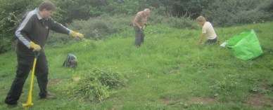 removing wild radish