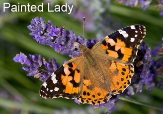painted lady with text